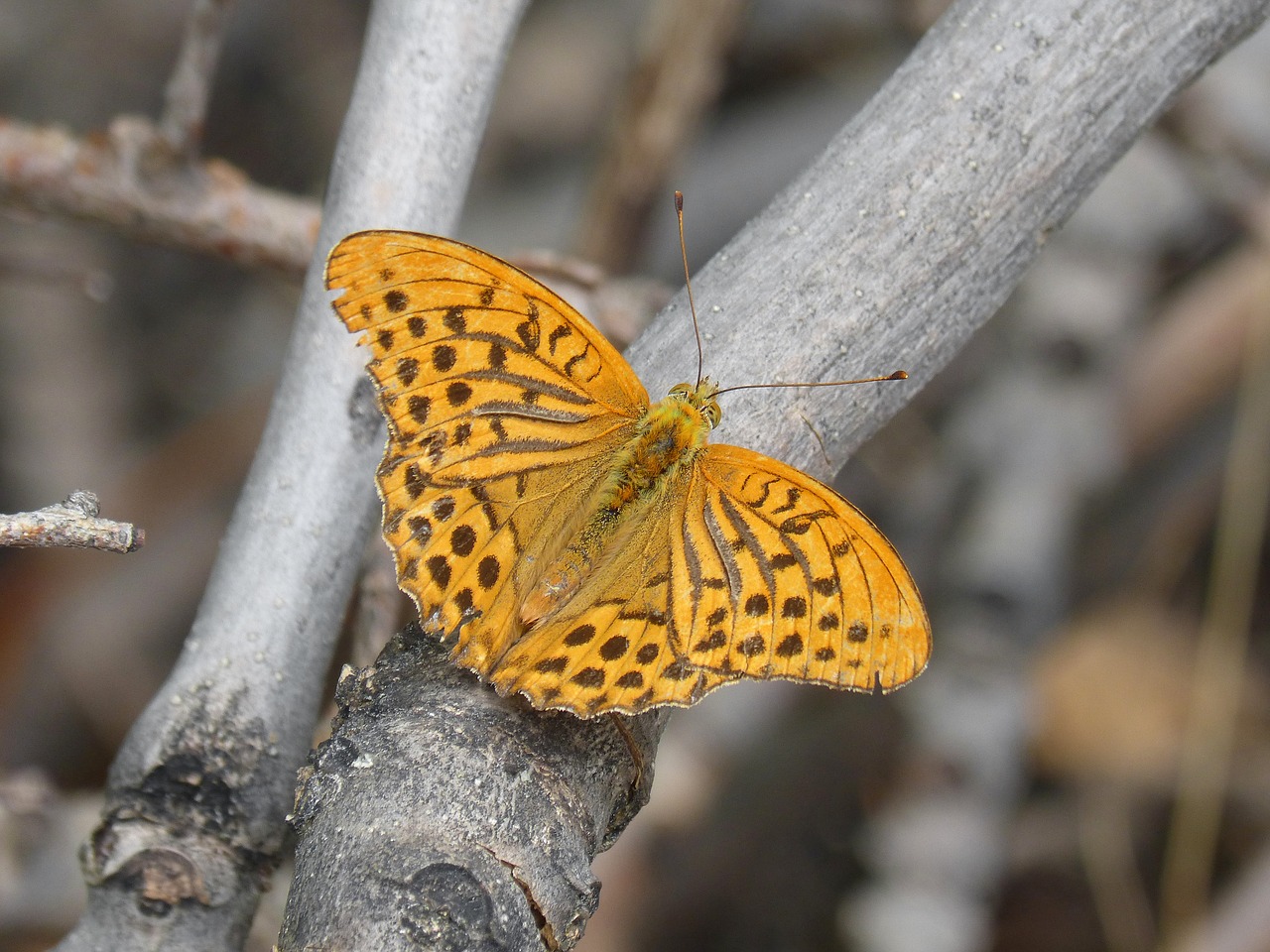 butterfly melitaea deione damer dels conillets free photo