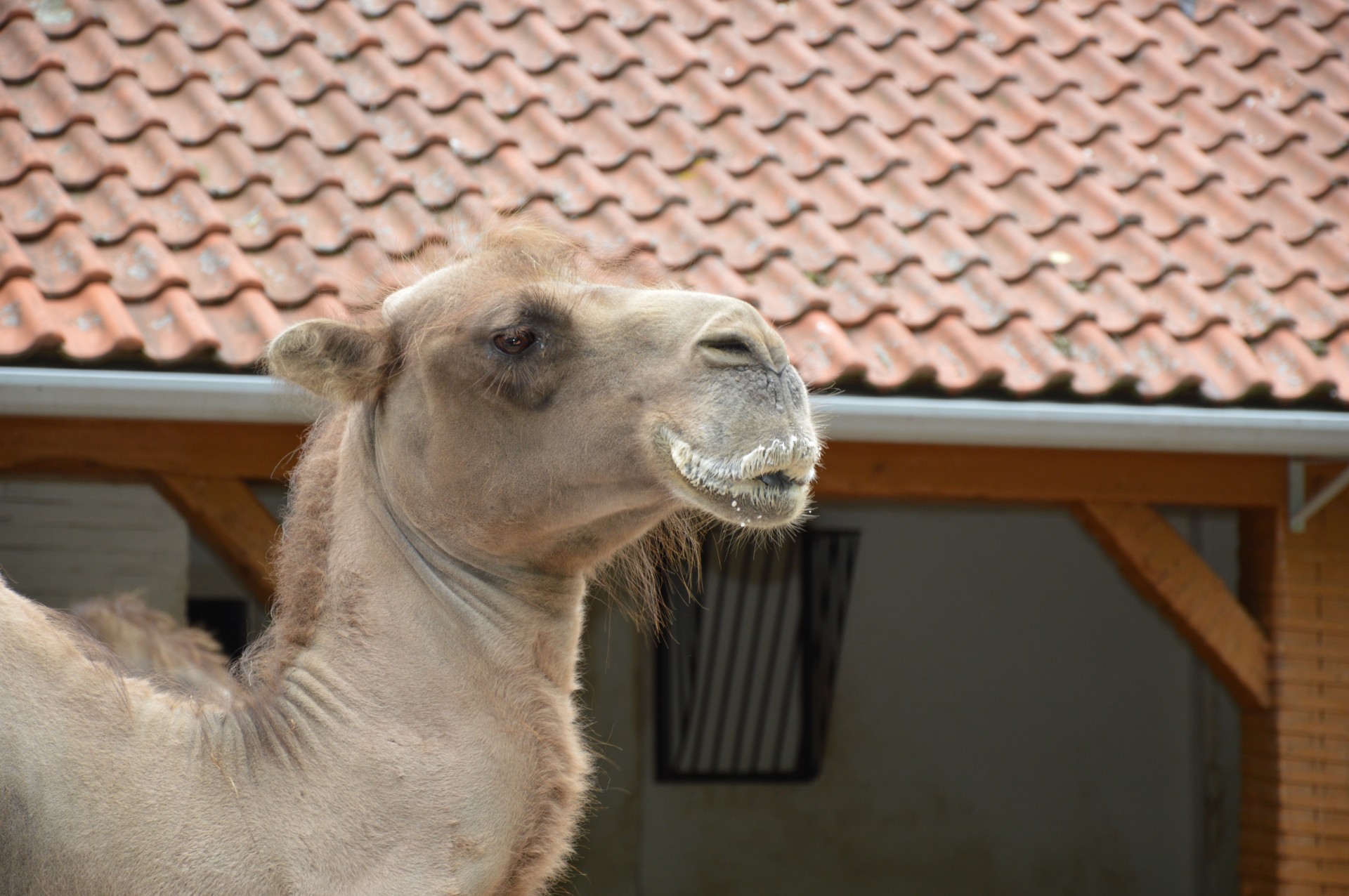 camel desert milk free photo