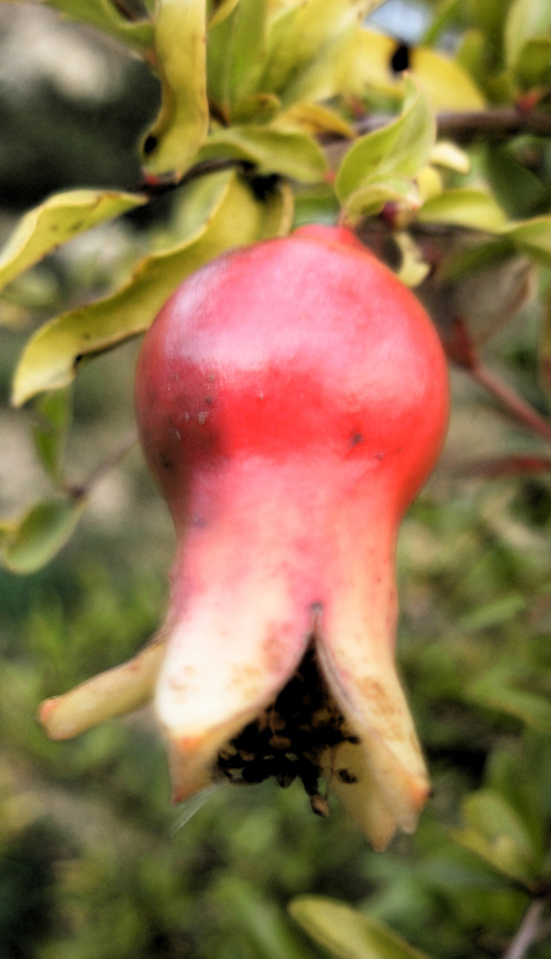 pomegranate fruit nature free photo