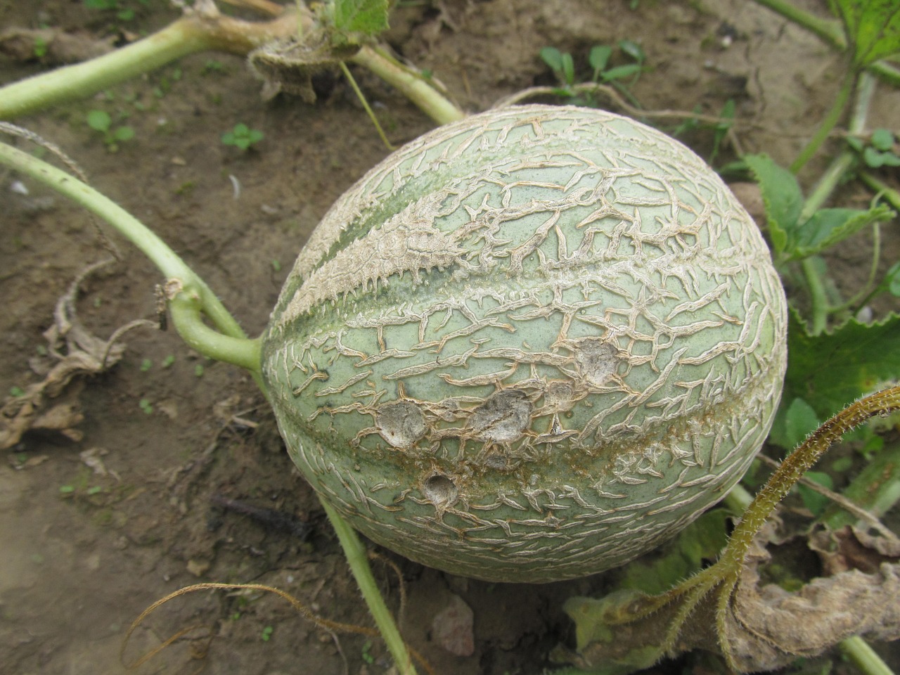 melon vegetables fruit free photo