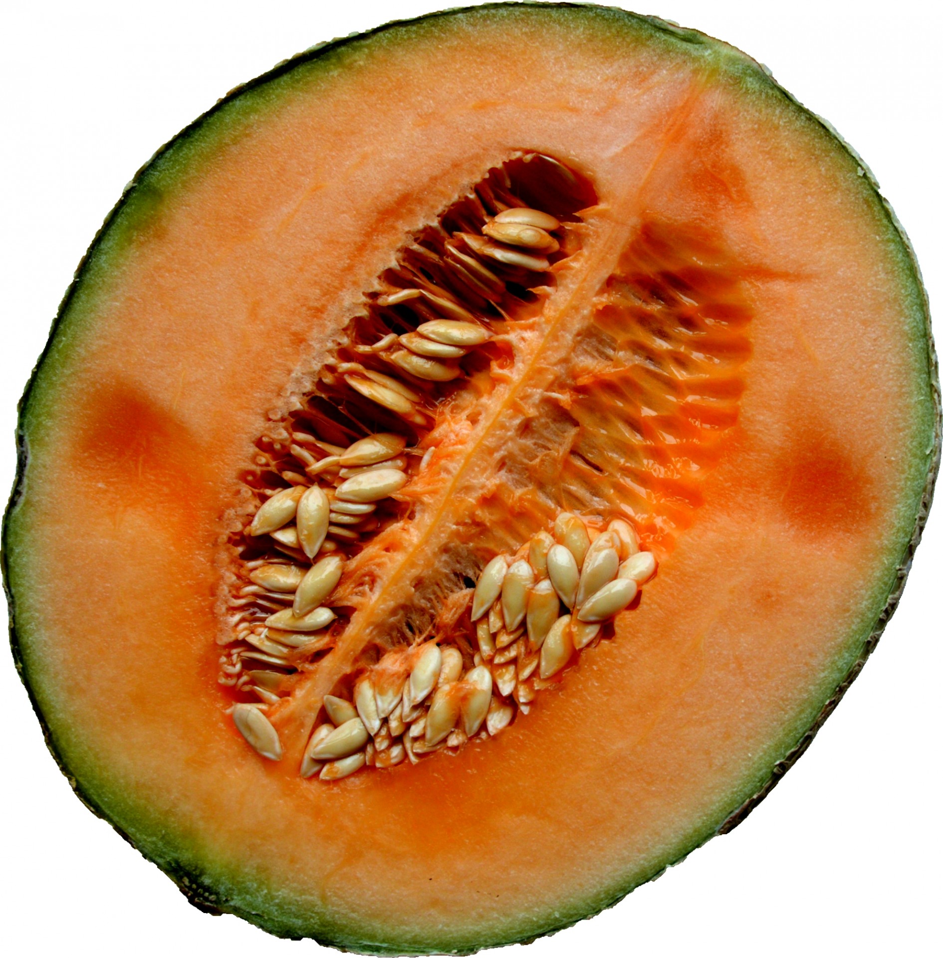 melon fruit piece free photo