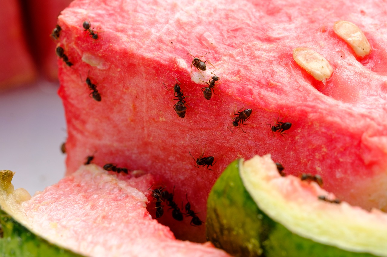 melon  watermelon  eat free photo