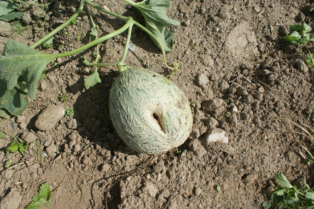 melon fruit orchard free photo