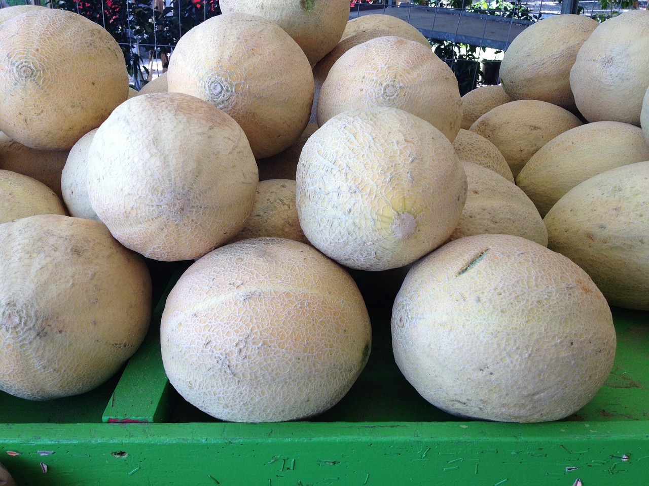 melon cantaloupe fresh free photo