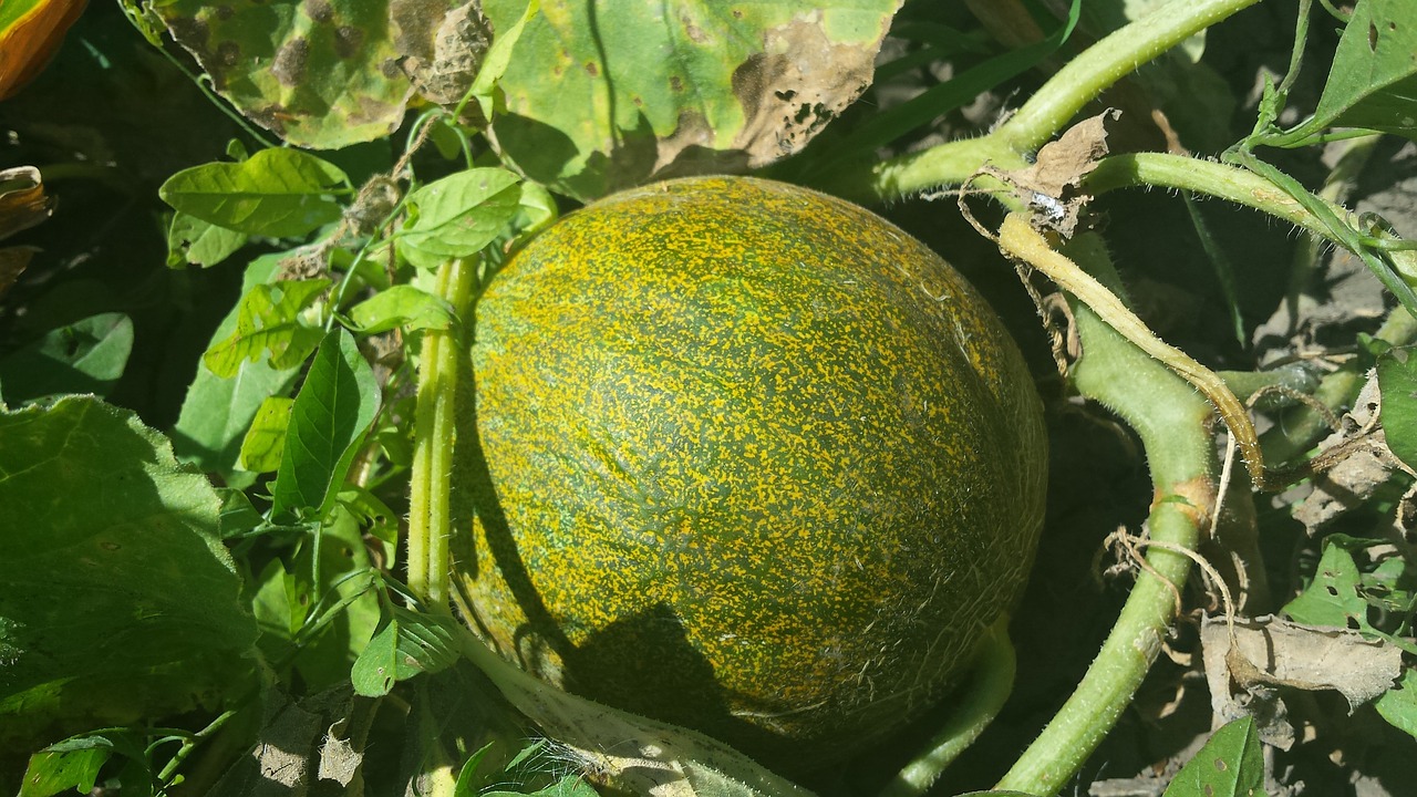 melon summer vegetable garden free photo