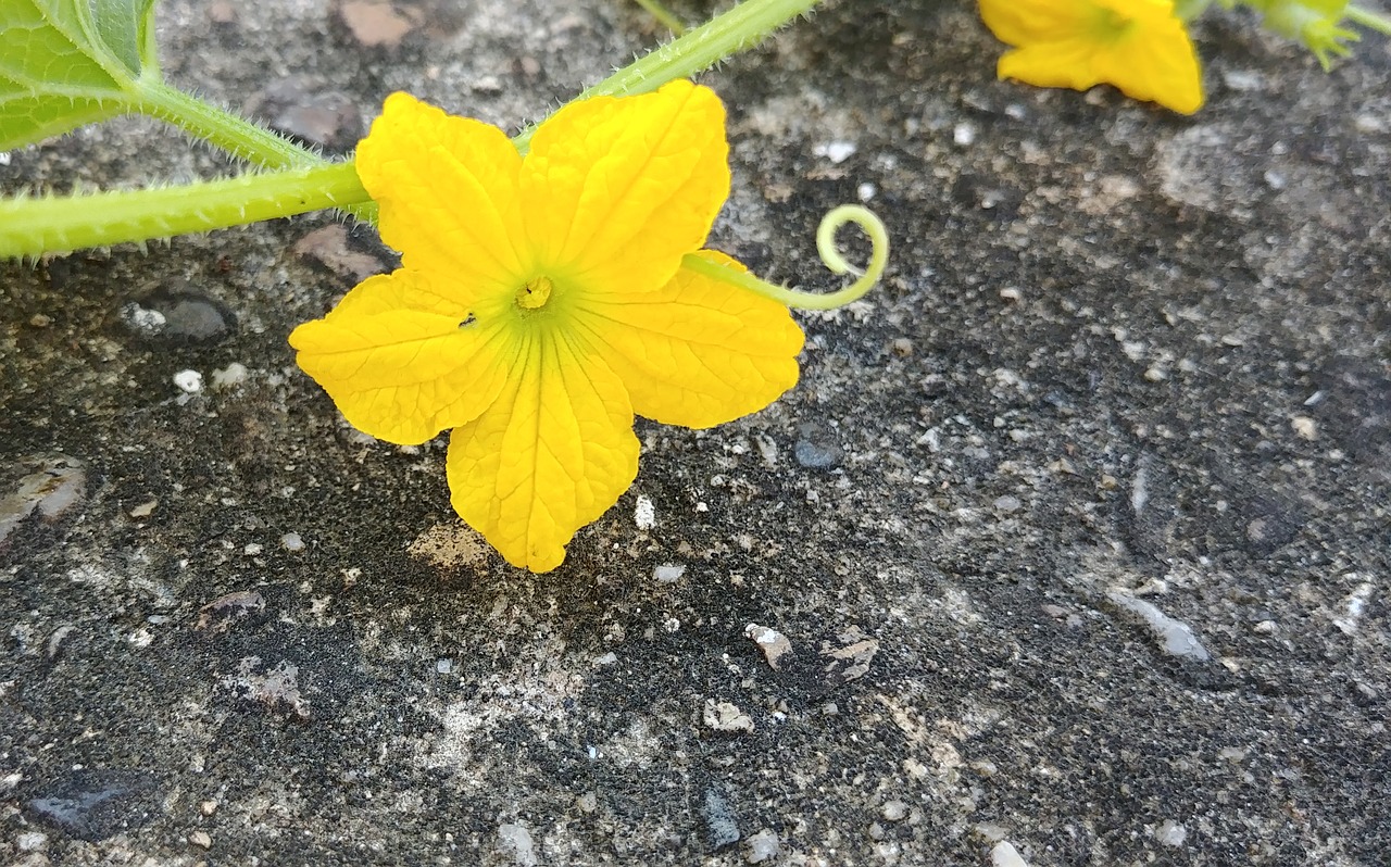 melon flower  korean melon  flowers free photo