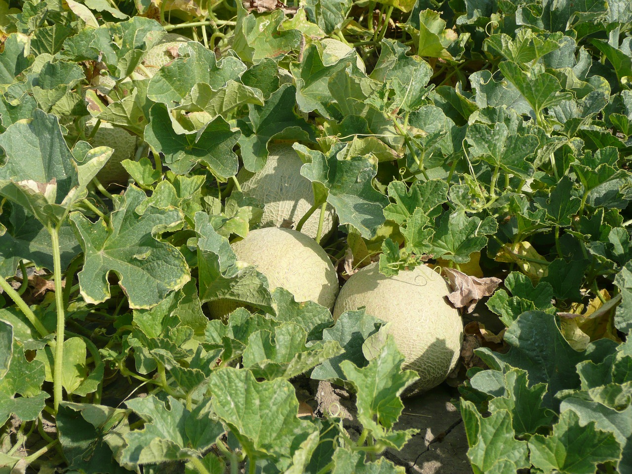 melons field agriculture free photo