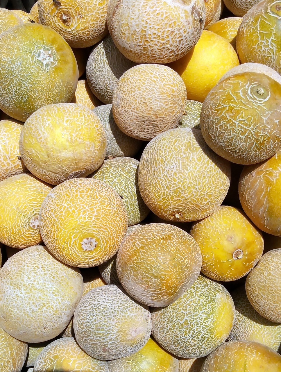 melons yellow food free photo