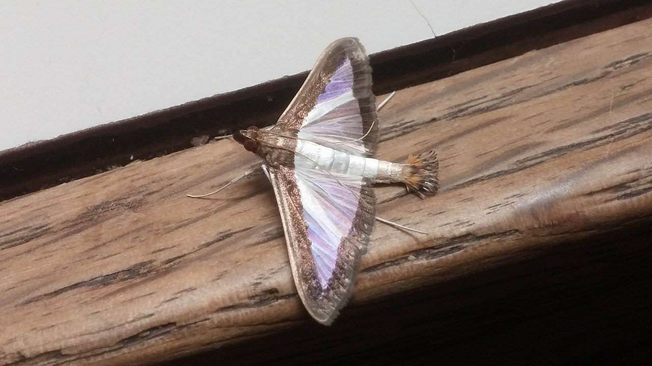 melonworm moth moth insect free photo