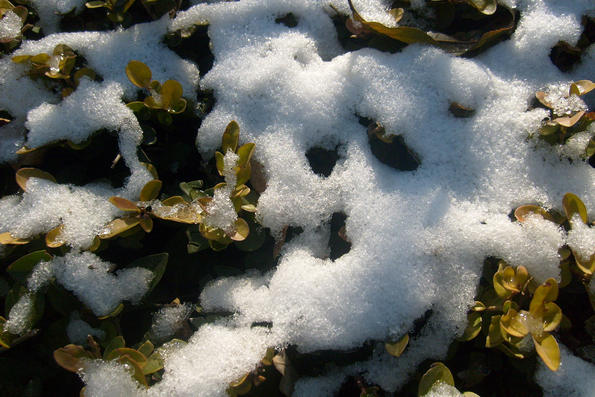 snow shrubs shrub free photo