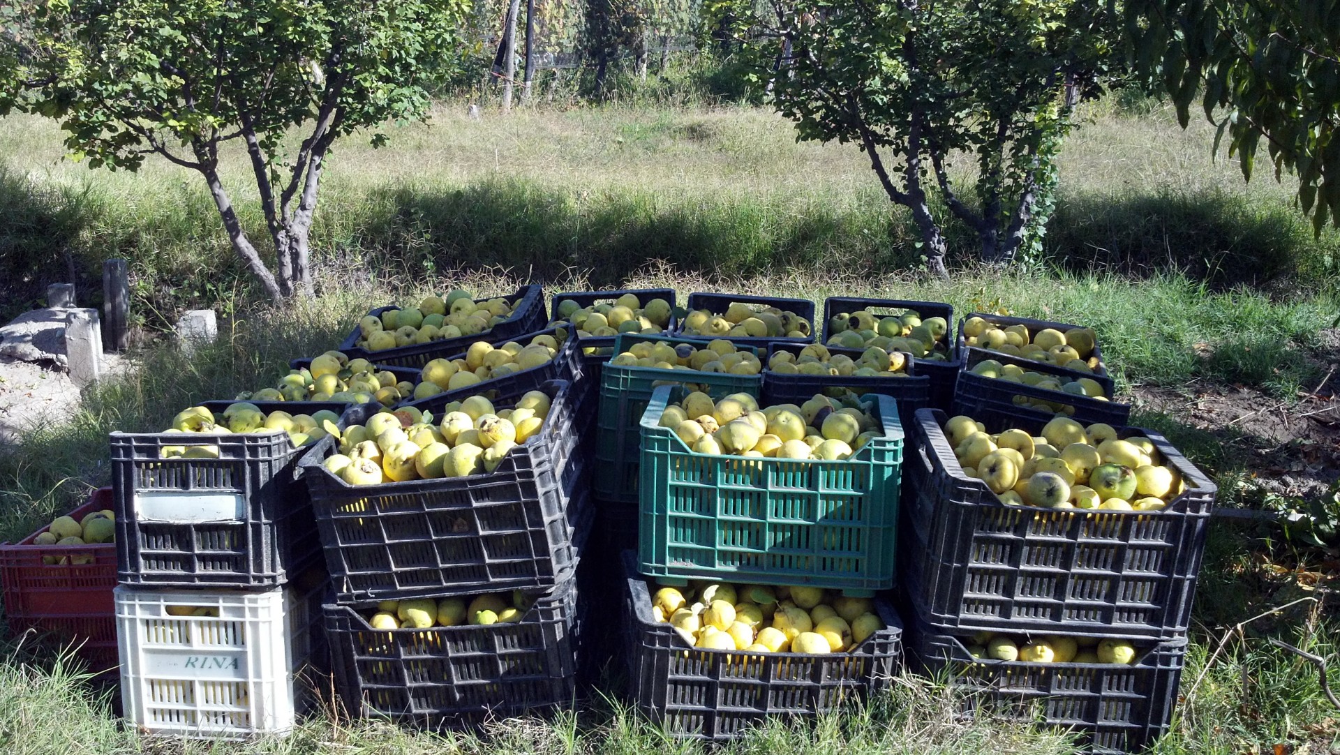 quinces harvesting production free photo