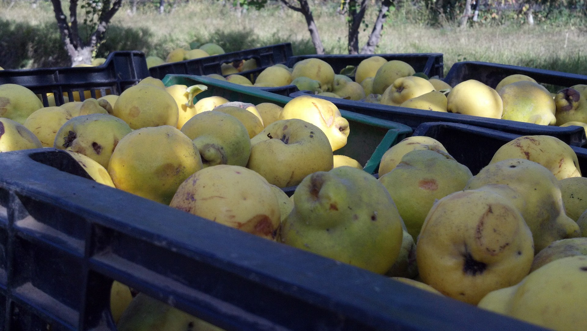 quinces harvesting production free photo