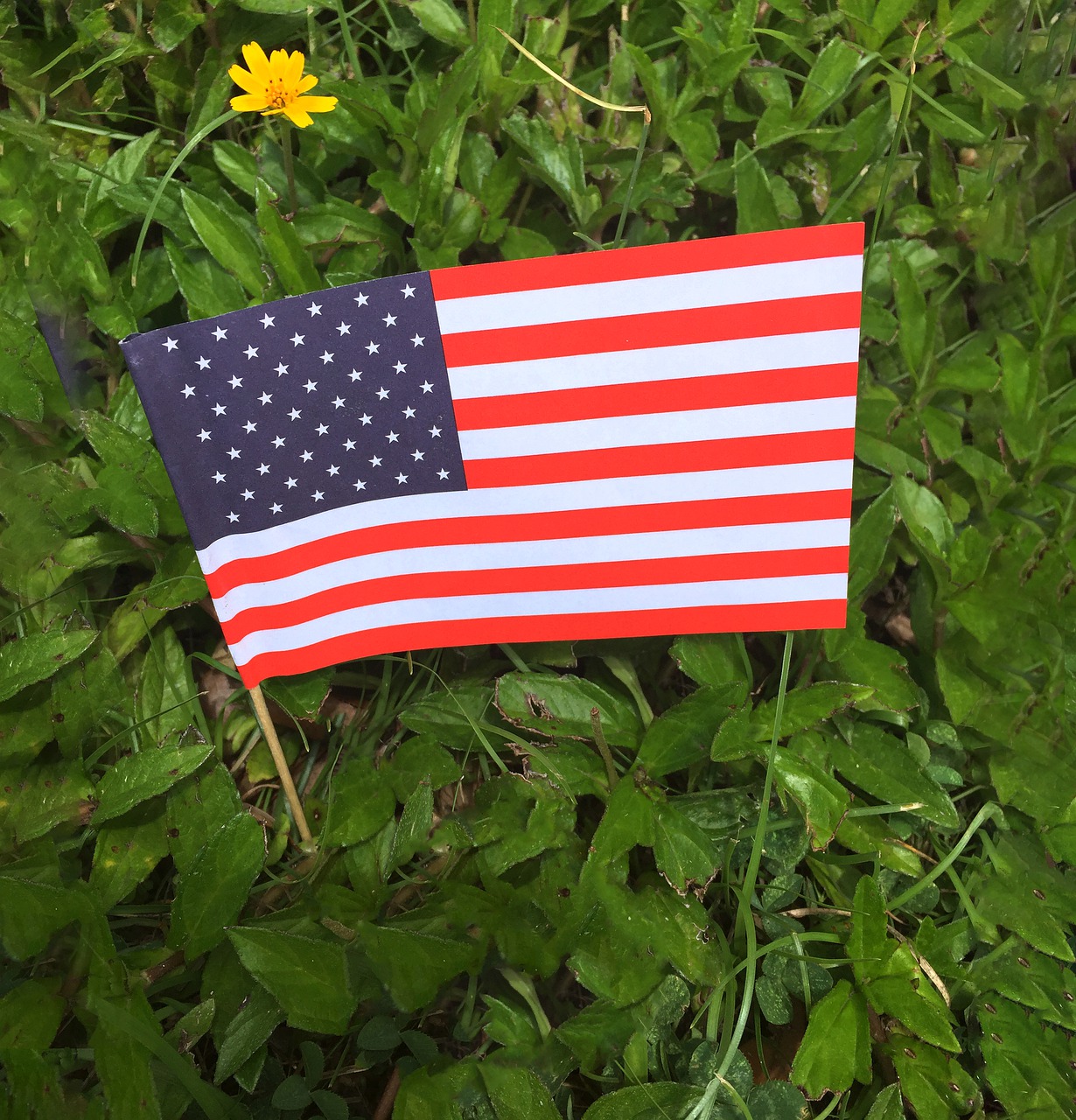 memorial day  flag  american free photo