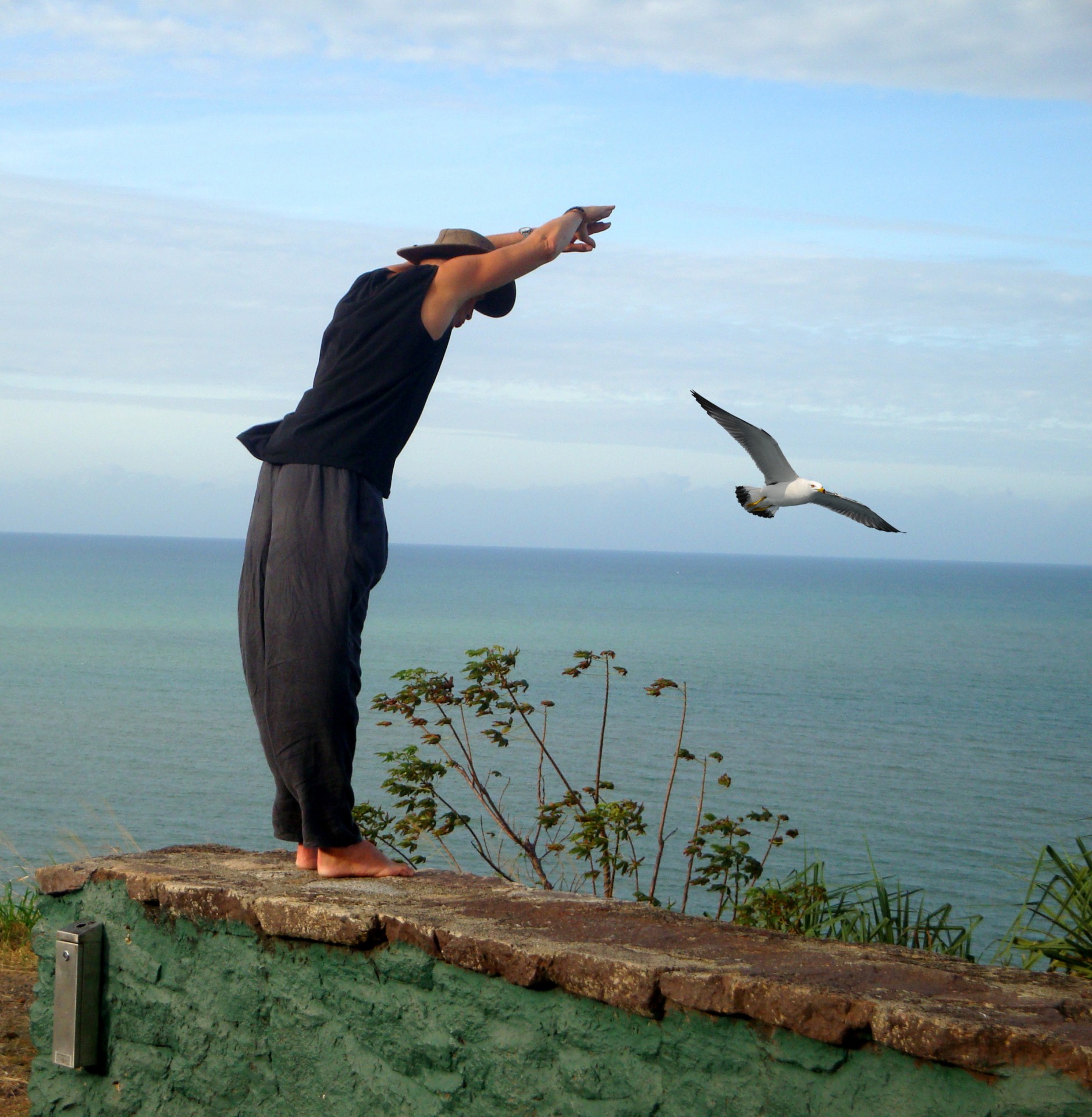 freedom flight bird free photo