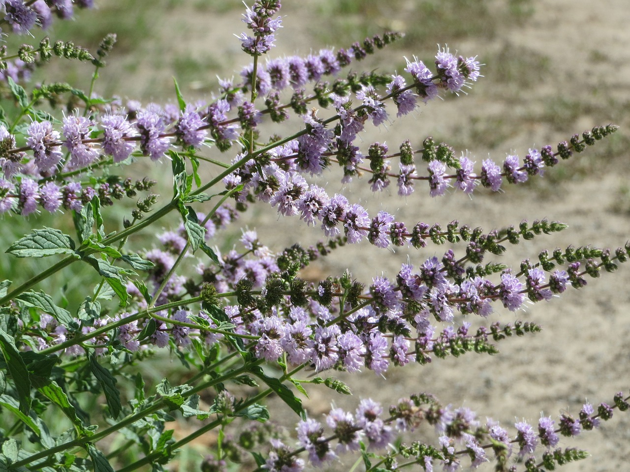 mentha spicata spearmint spear mint free photo