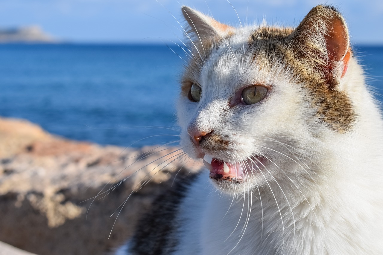 meow cat stray free photo