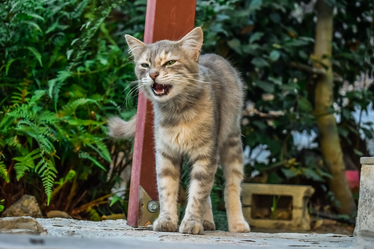 meow  cat  stray free photo