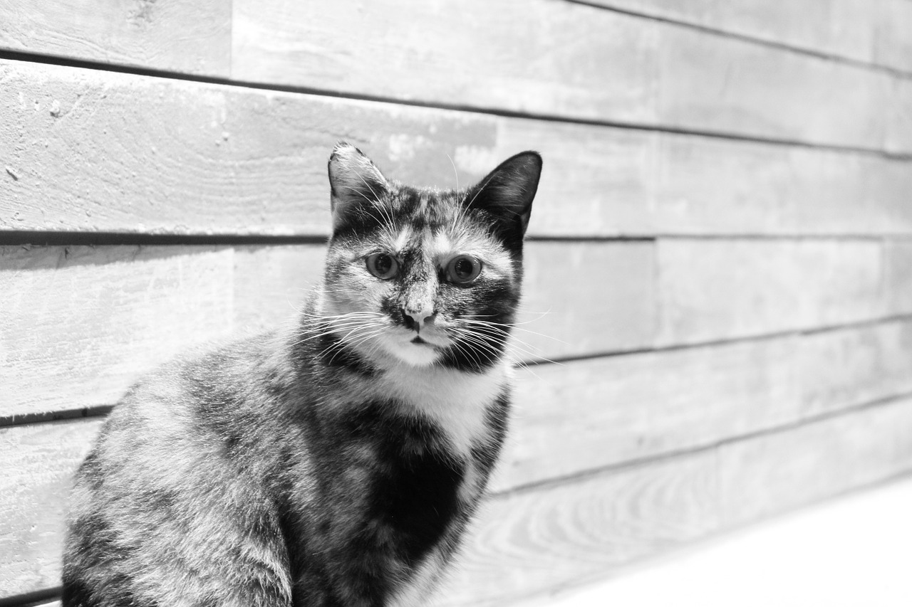 meow meow black and white accidental free photo