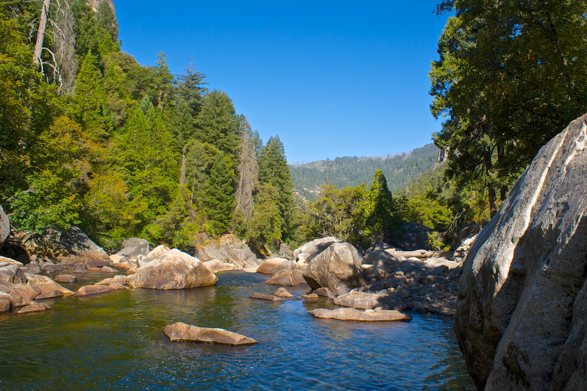 california central forest free photo