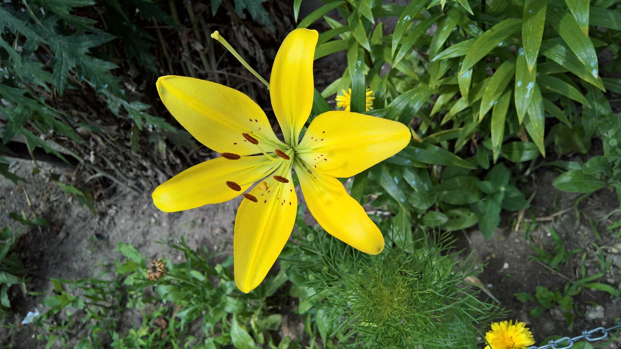 merchant louis moss flower free photo