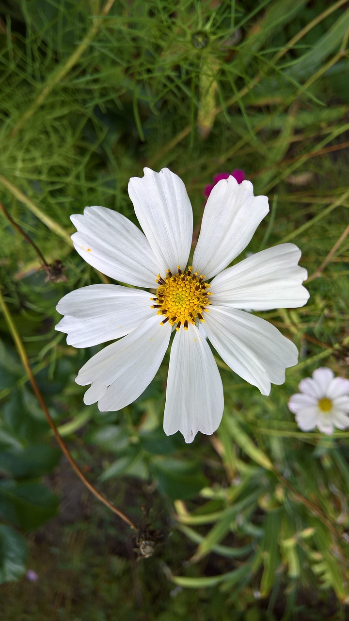 merchant louis moss flower free photo