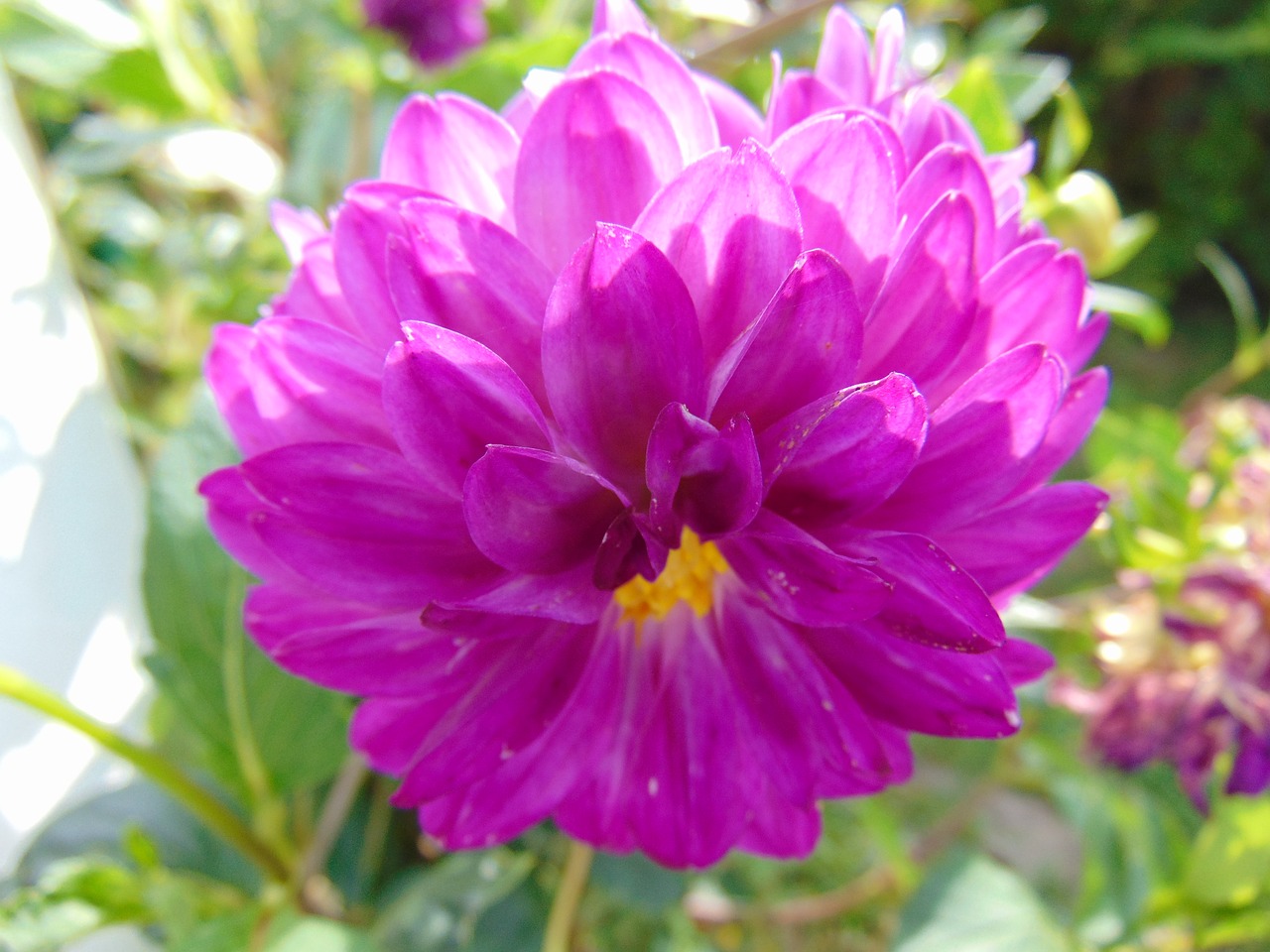 merchant louis  moss  dahlia free photo