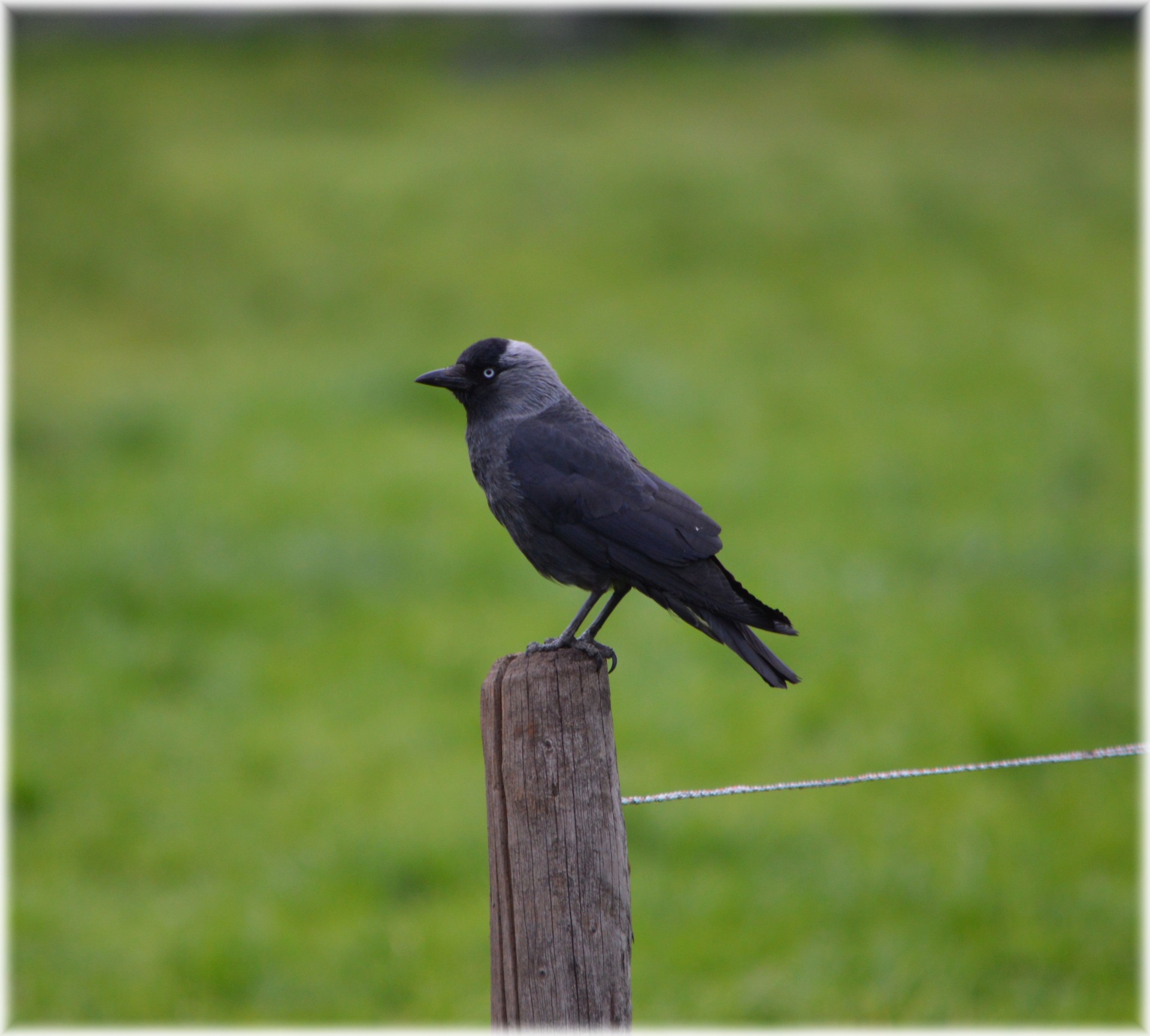 blackbird bird pole free photo