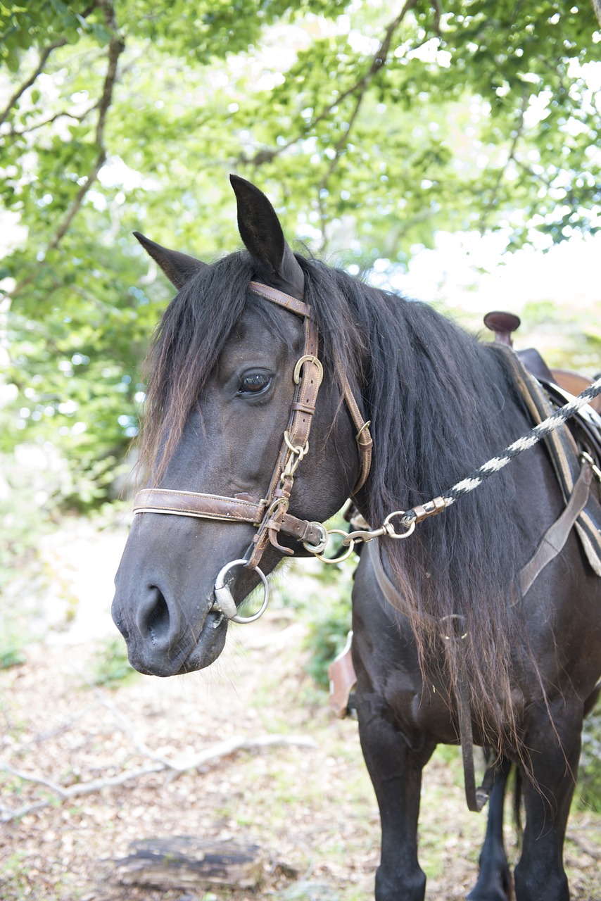 merens horses mare animal free photo