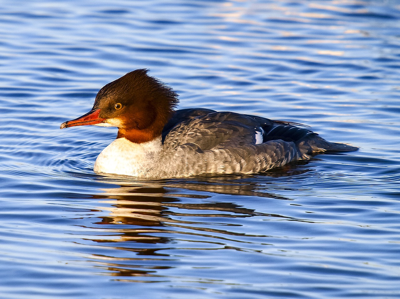 merganser water bird bird free photo