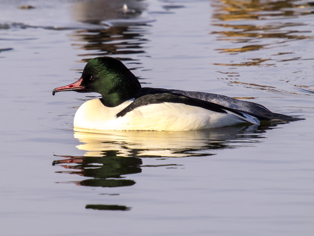 merganser bird water bird free photo