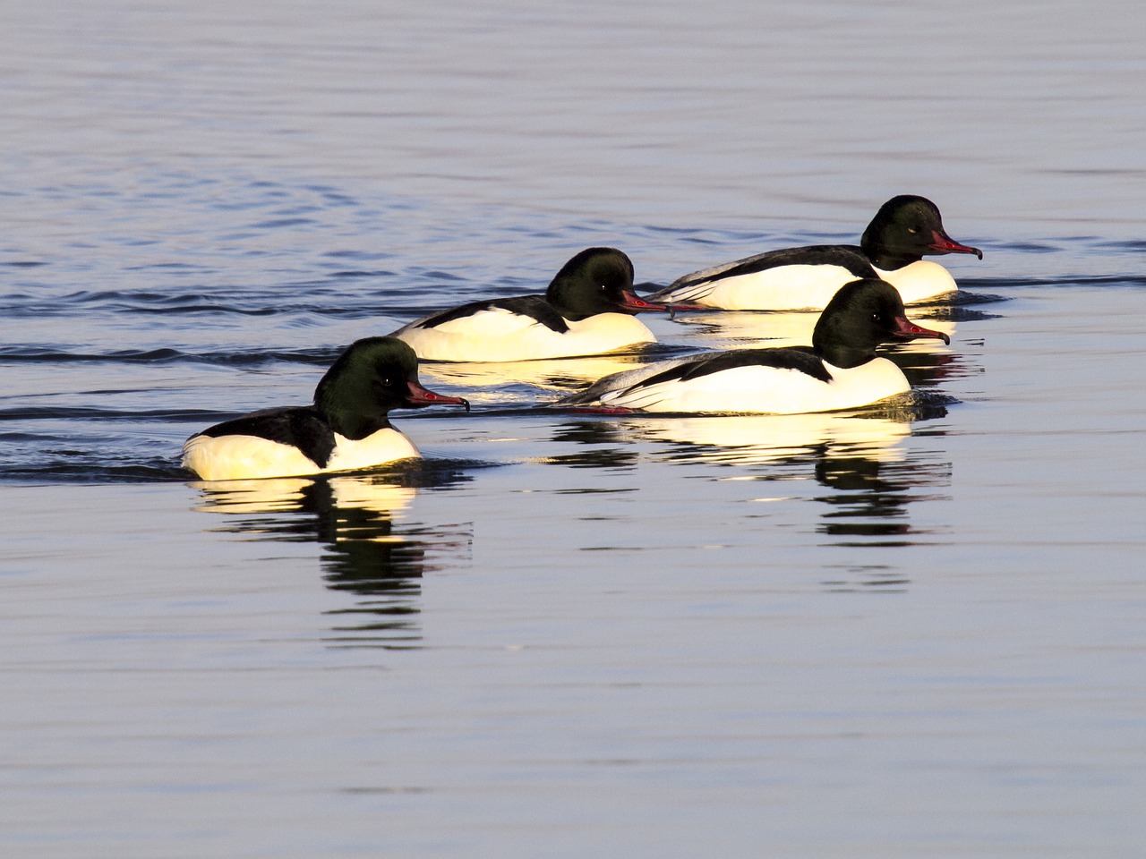 merganser bird water bird free photo