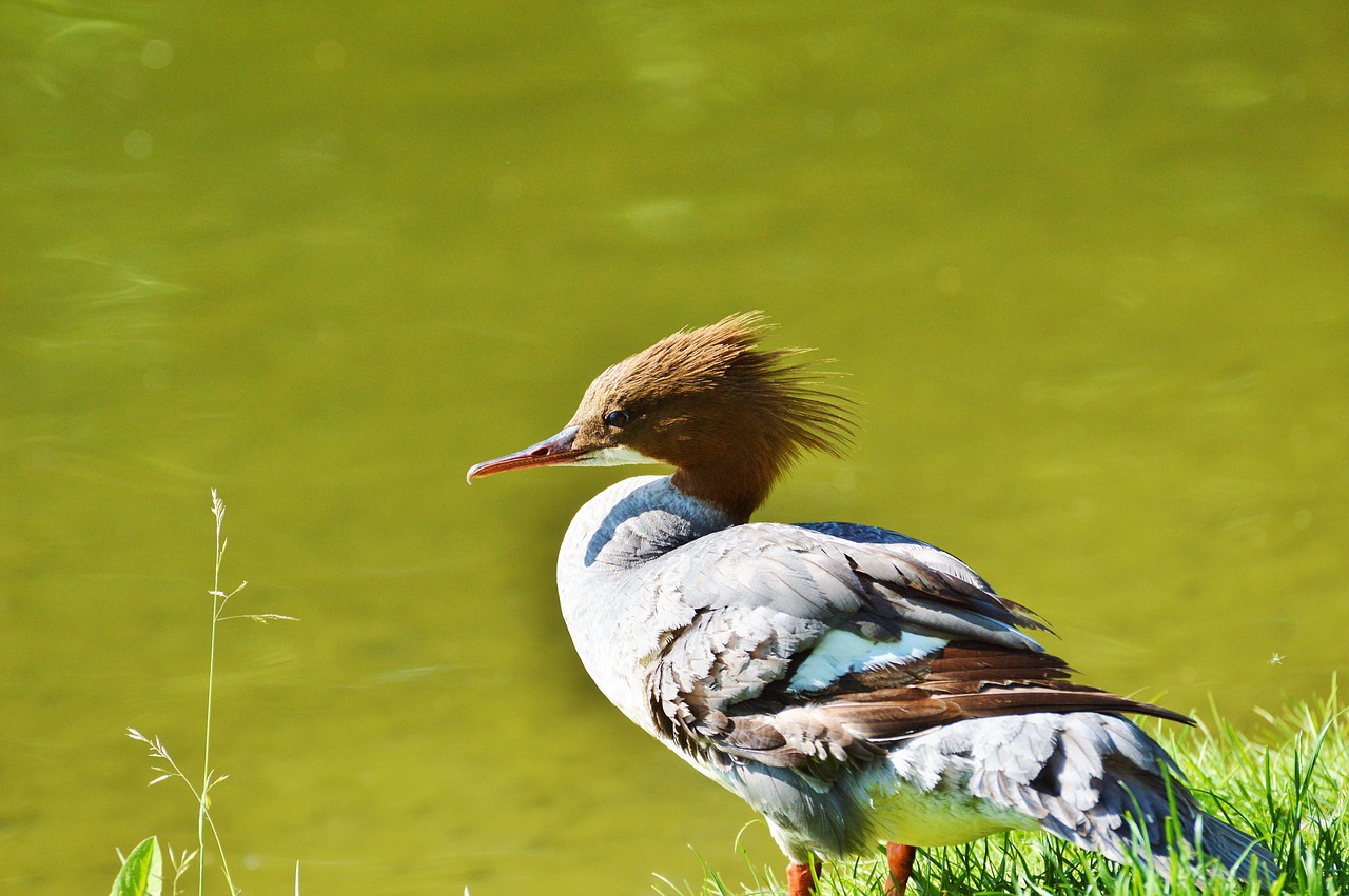 merganser ducks waterfowl free photo