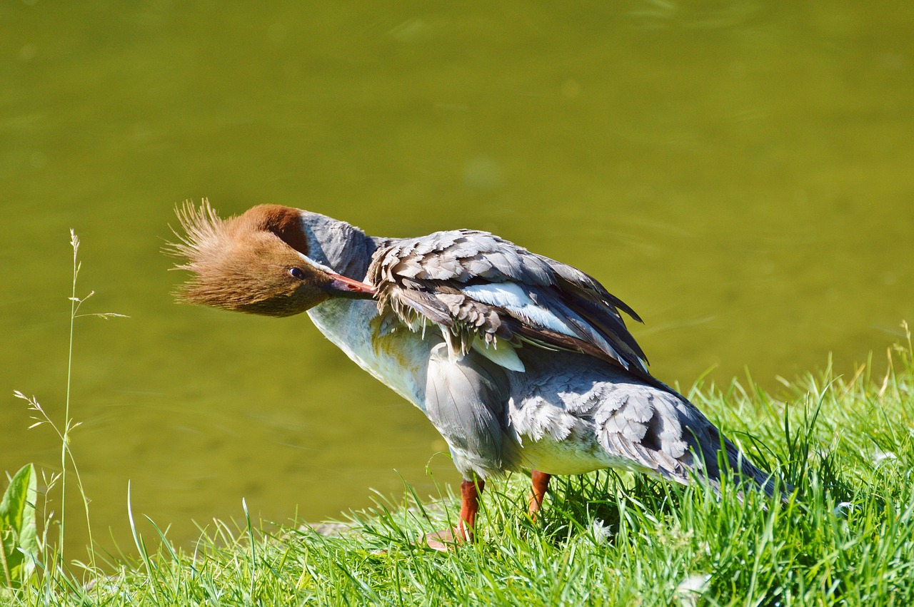 merganser ducks waterfowl free photo