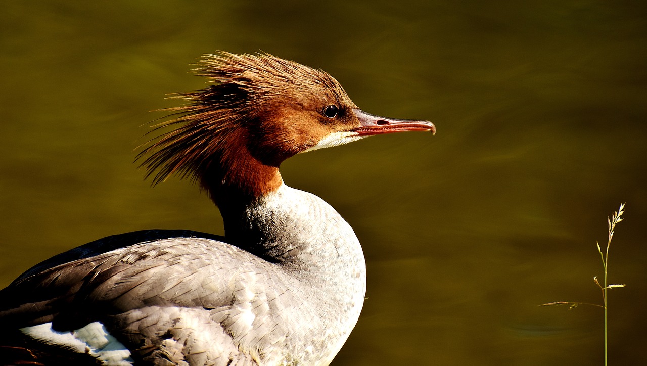 merganser mergus merganser duck bird free photo