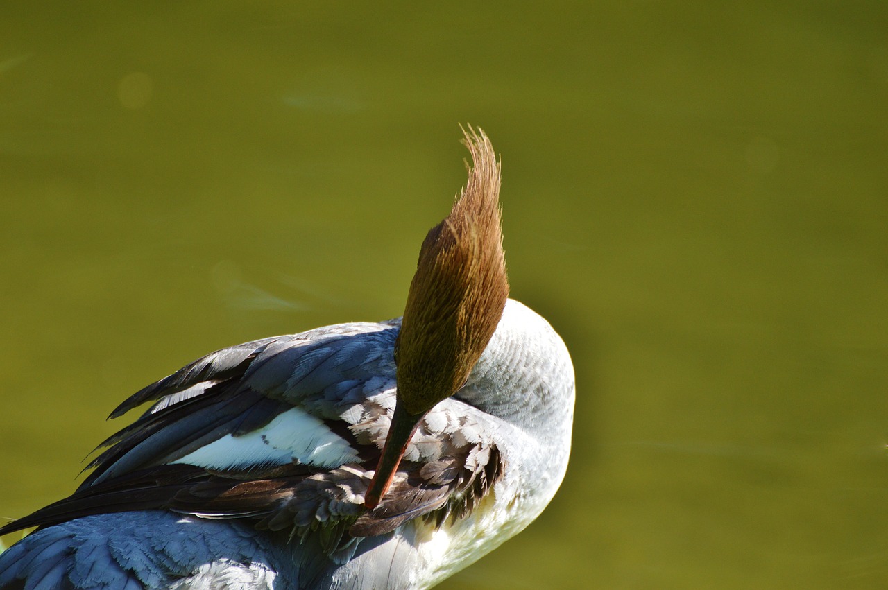 merganser ducks waterfowl free photo