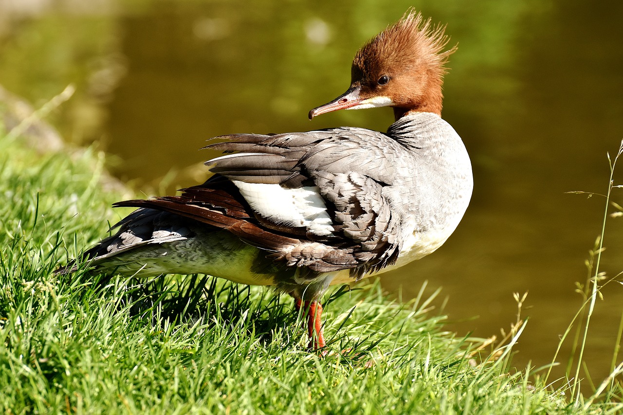 merganser mergus merganser duck bird free photo