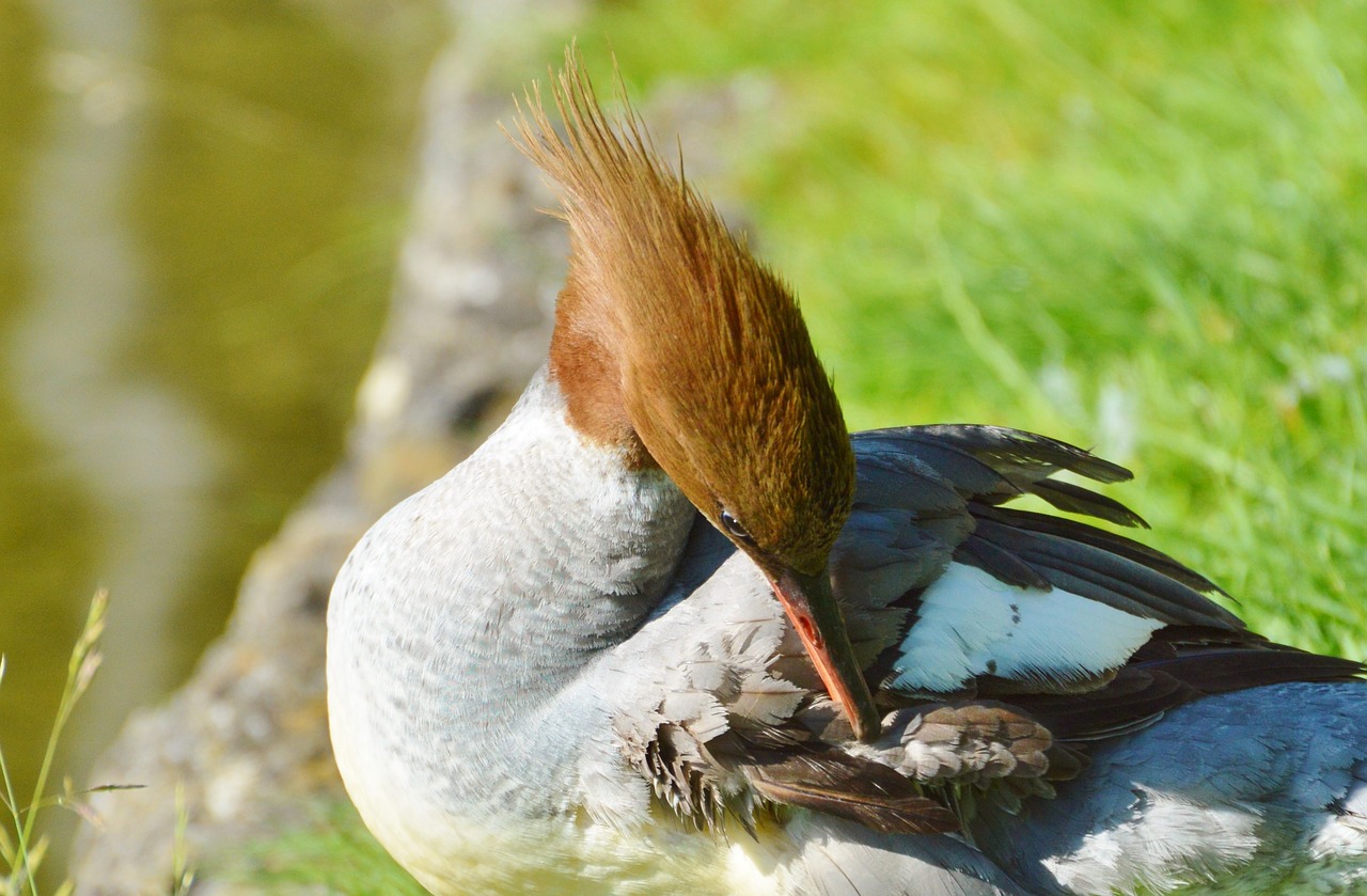 merganser ducks waterfowl free photo