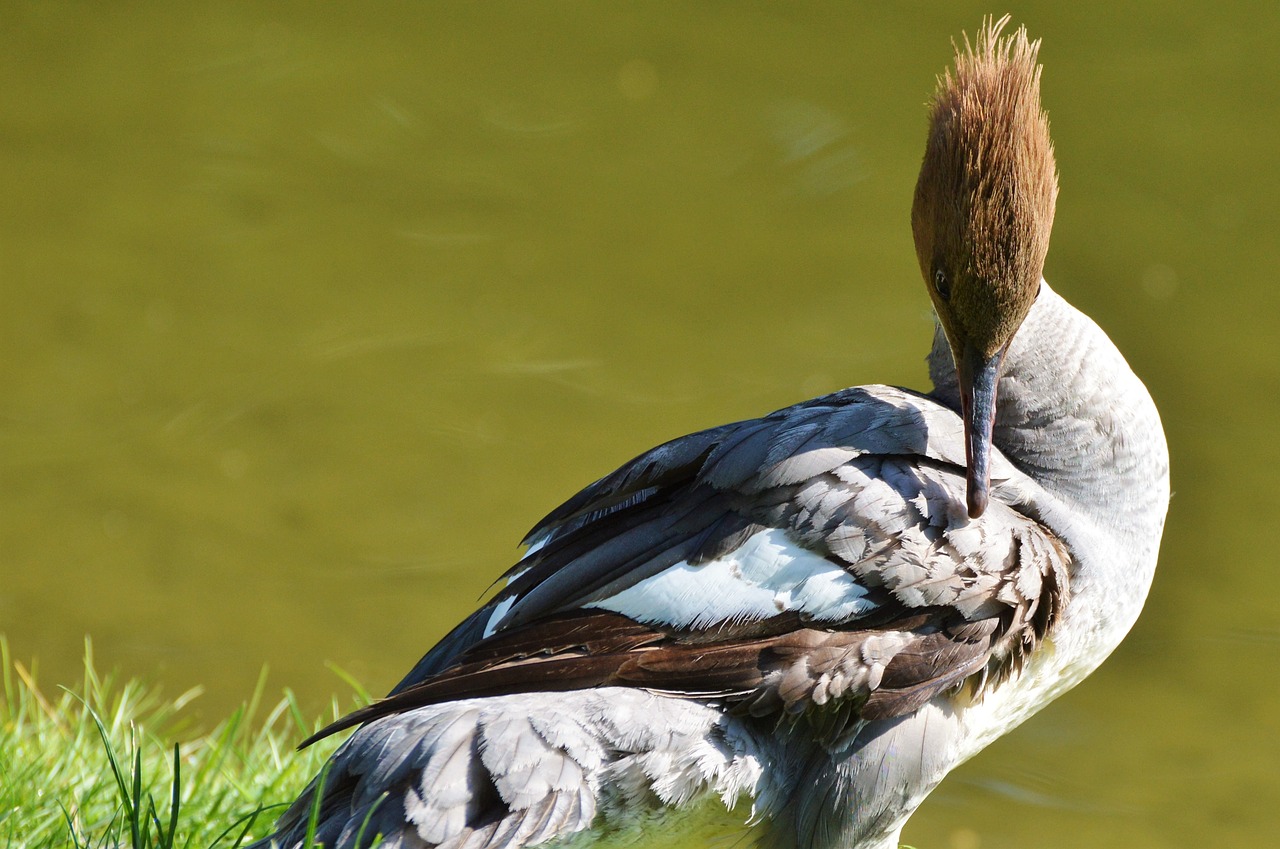 merganser ducks waterfowl free photo