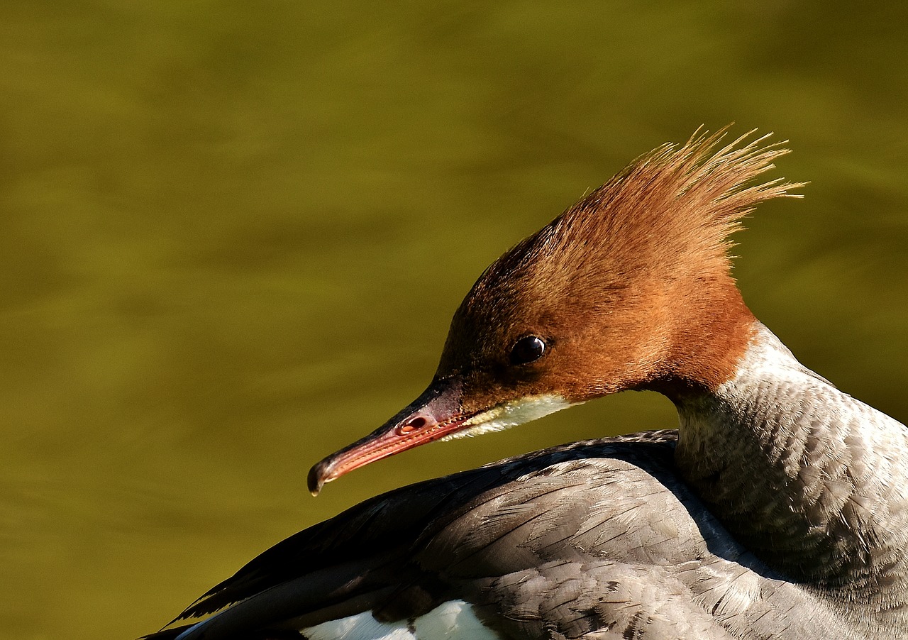 merganser mergus merganser duck bird free photo