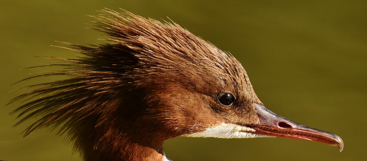 merganser mergus merganser duck bird free photo