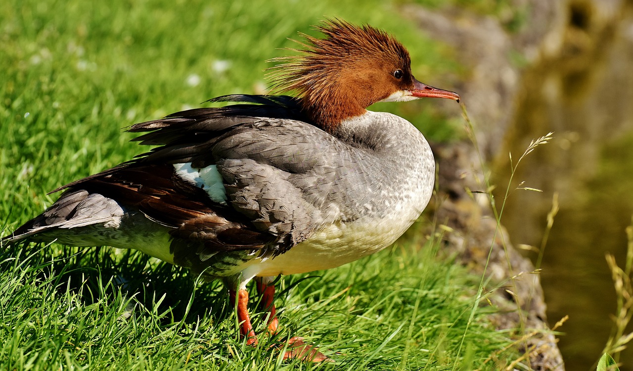 merganser mergus merganser duck bird free photo