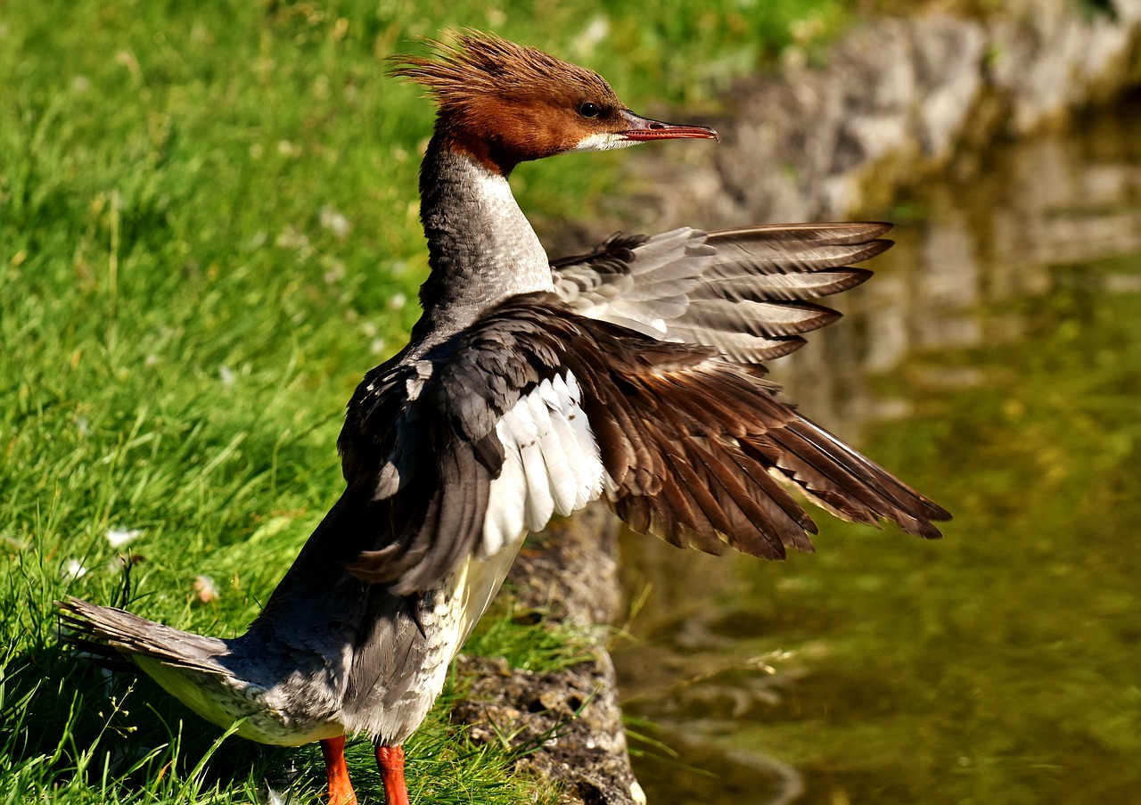 merganser mergus merganser duck bird free photo