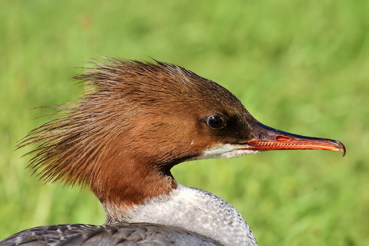 merganser  mergus merganser  duck bird free photo