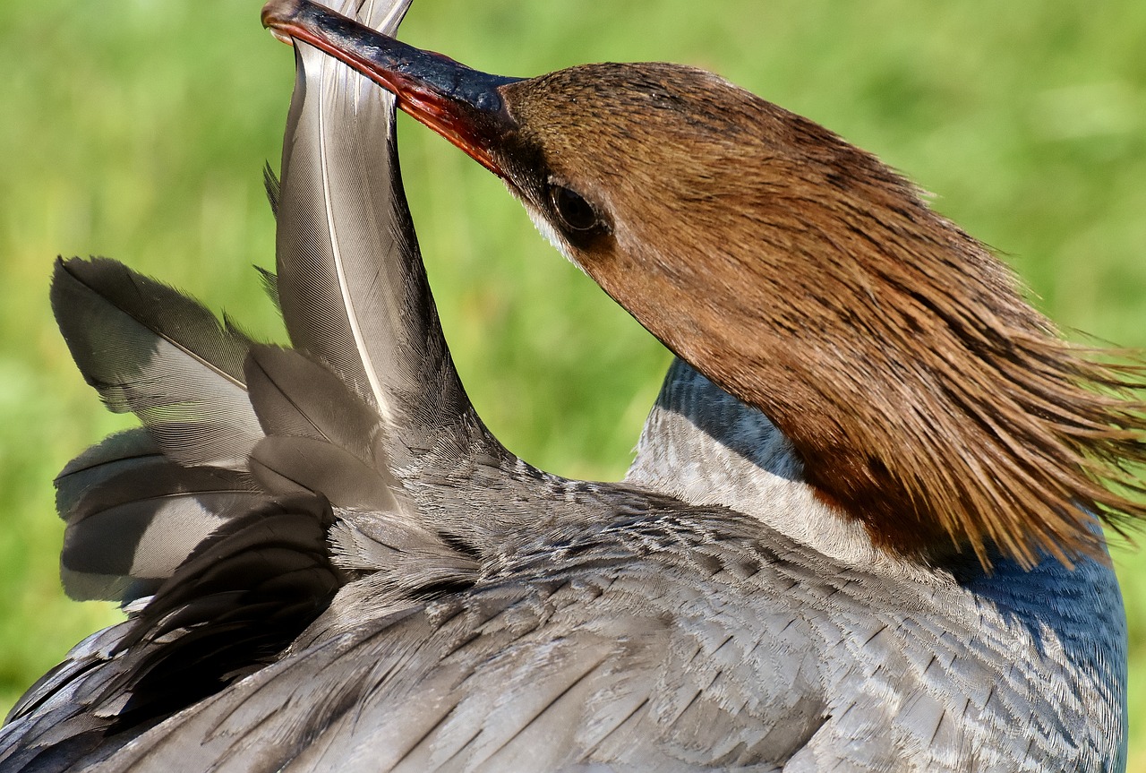 merganser  mergus merganser  duck bird free photo