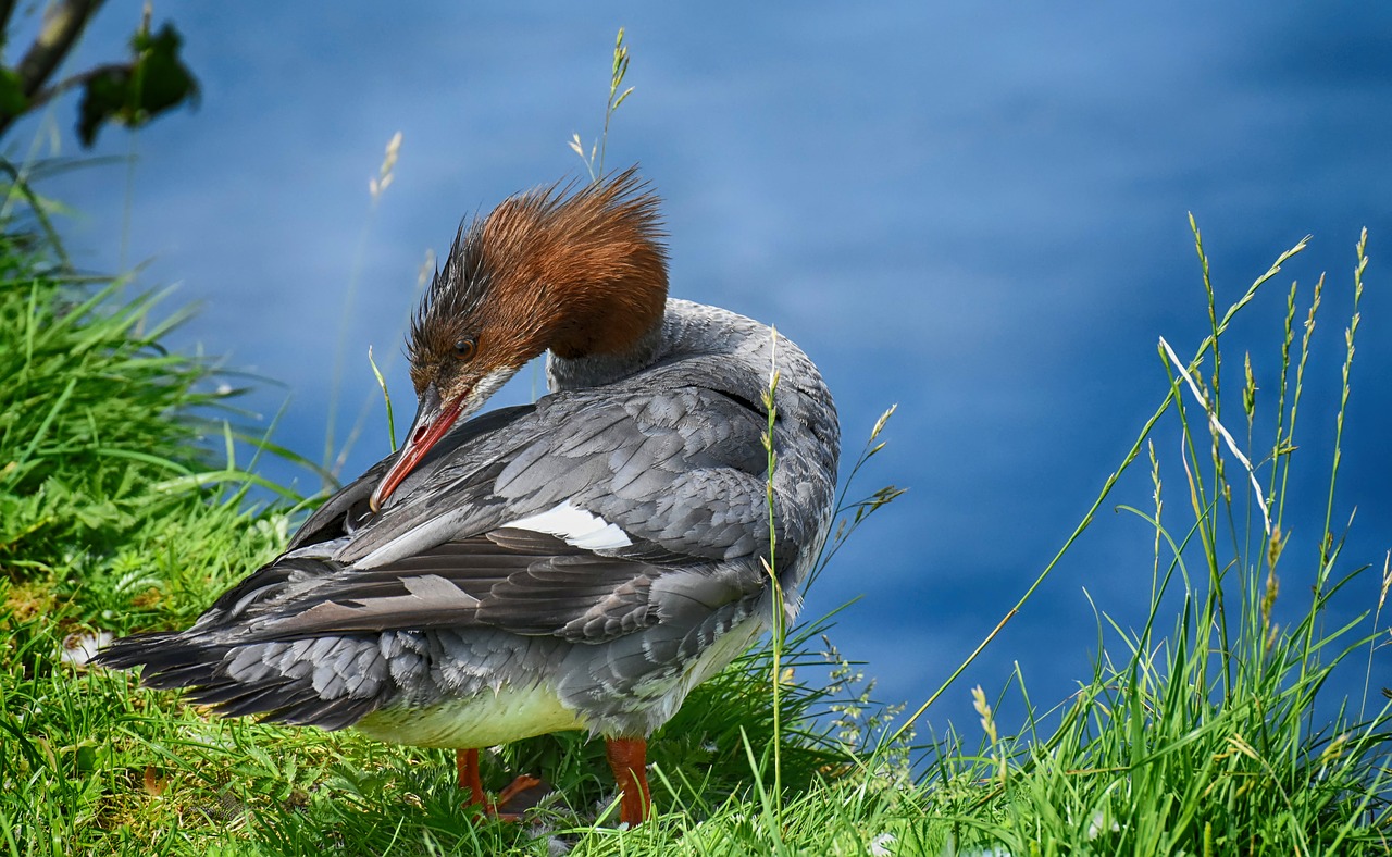 merganser  mergus merganser  duck bird free photo