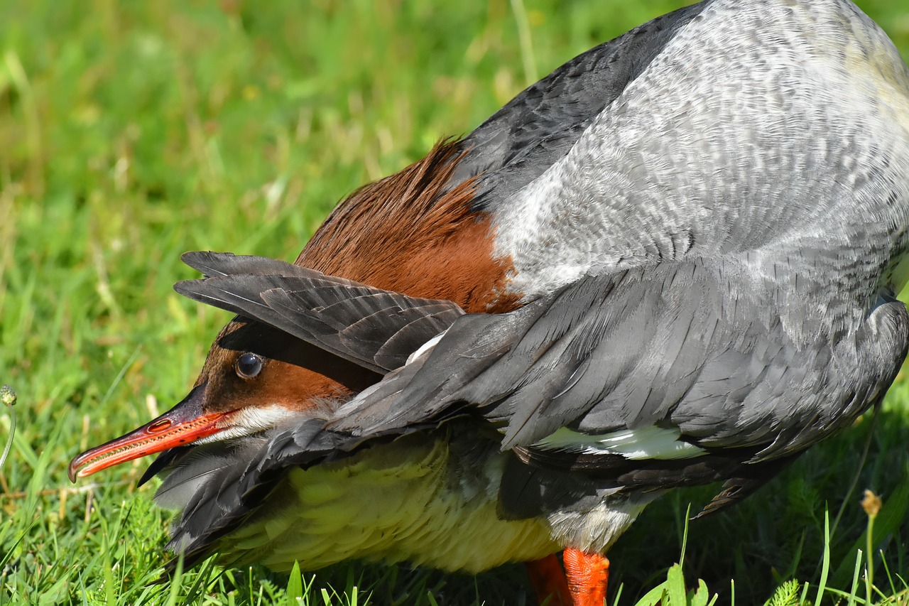 merganser  mergus merganser  duck bird free photo