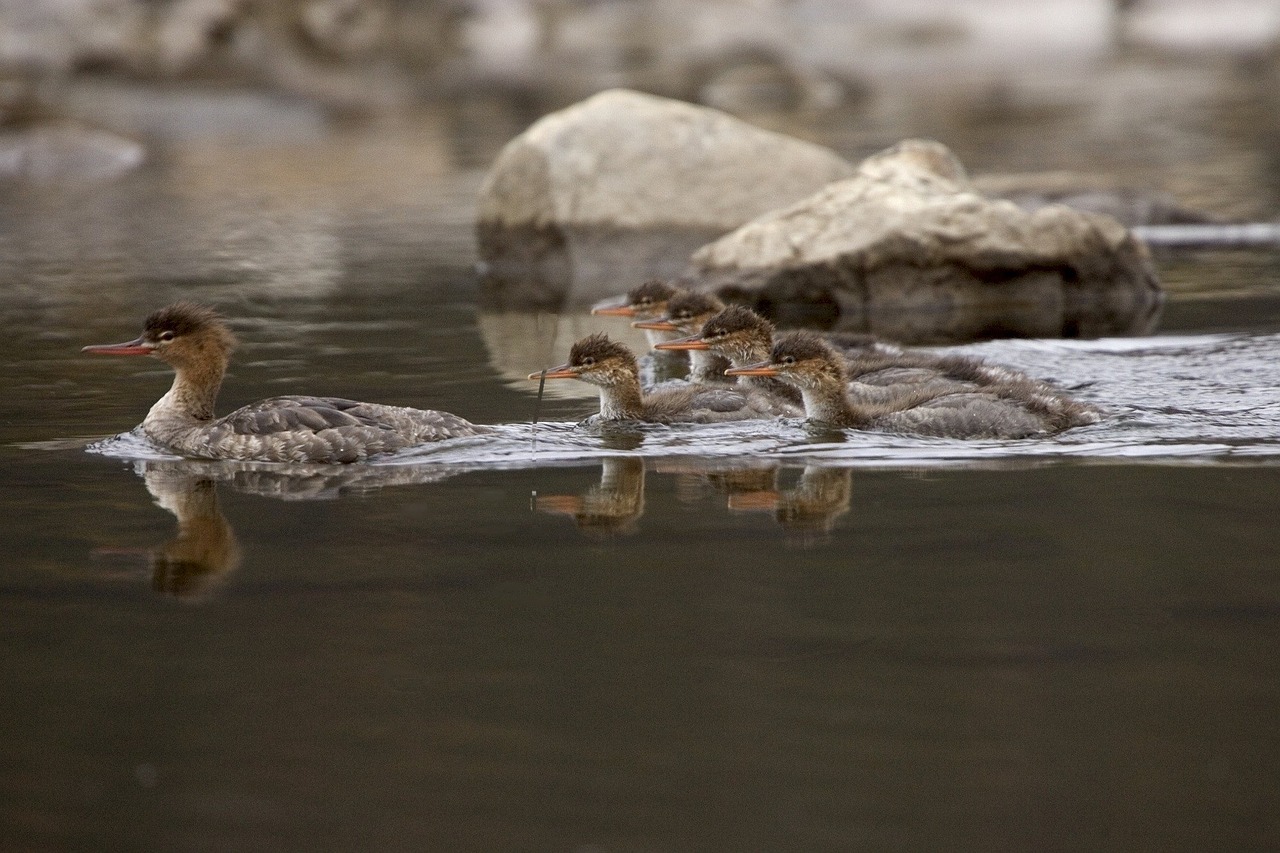 merganser ducks swimming water free photo