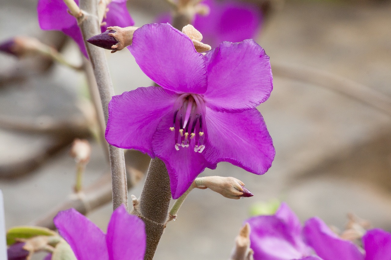 merianthera burlemarxii blossom bloom free photo