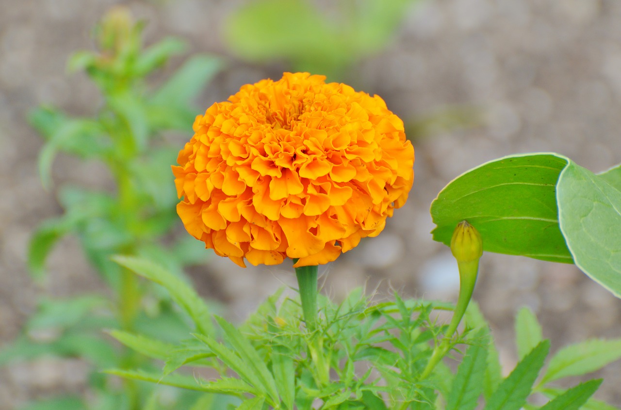 merigold flower plant free photo