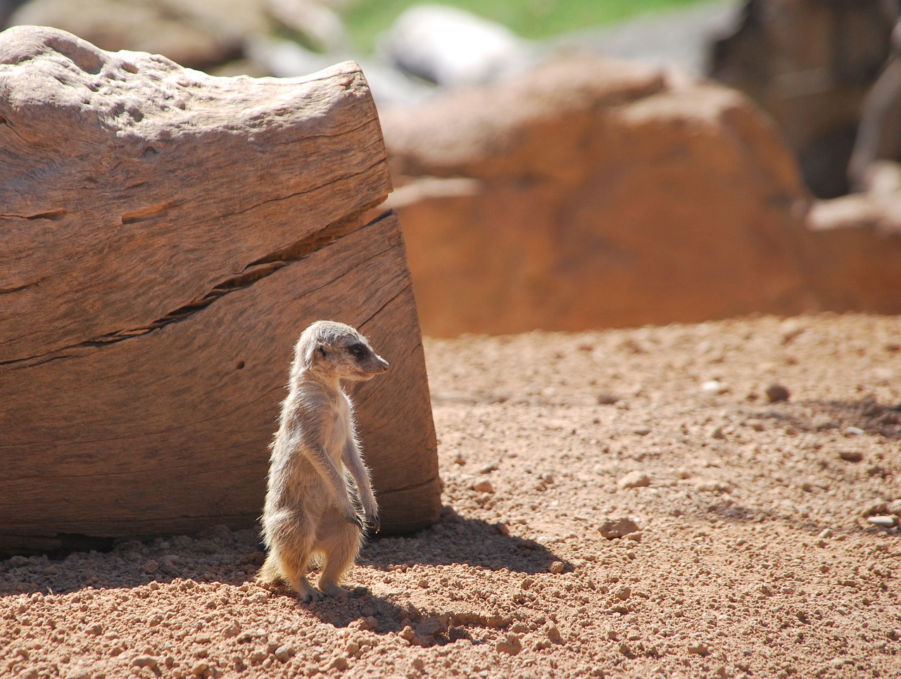 merkat zoo animal free photo